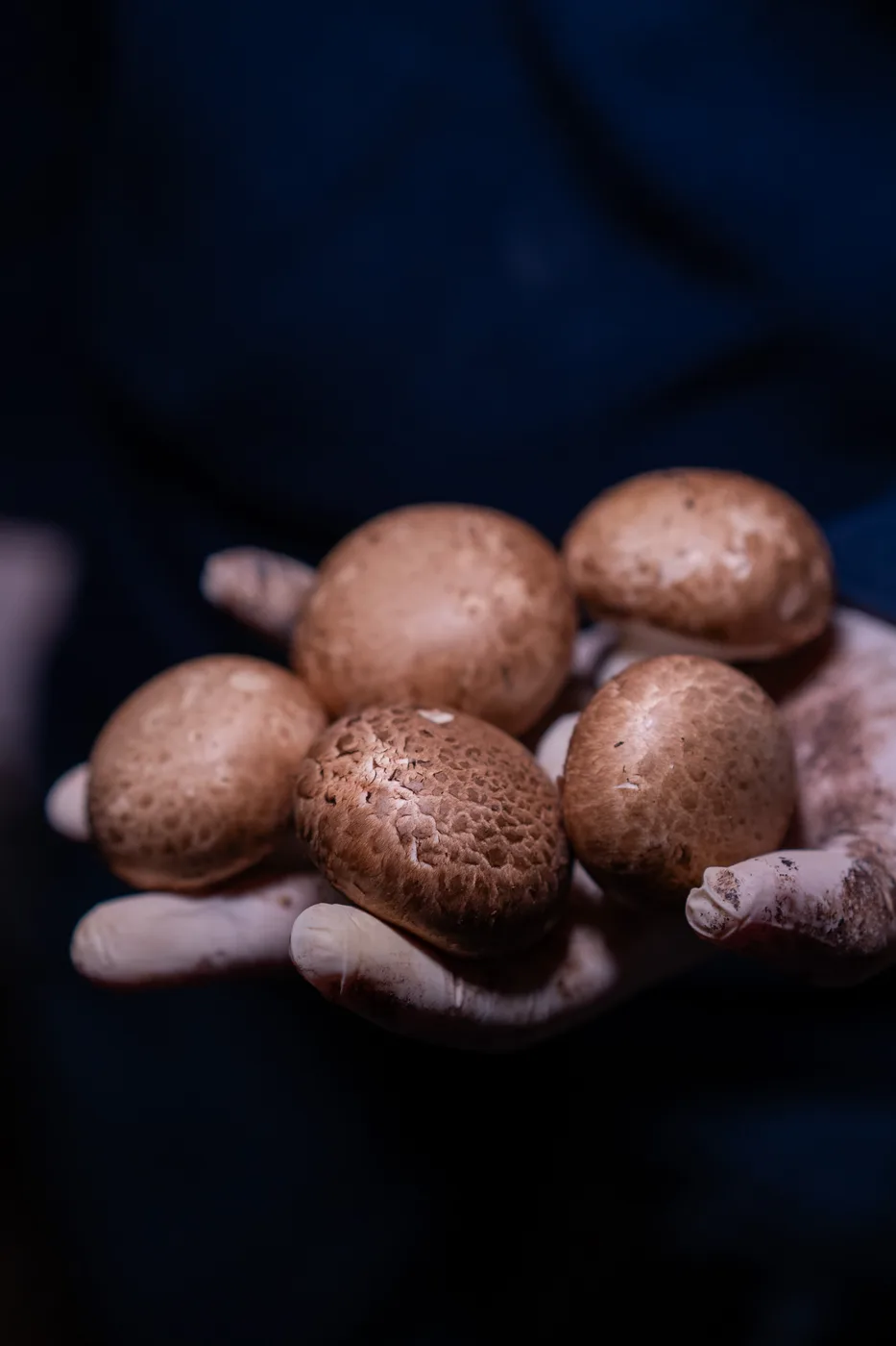 Portobellos recién cosechados